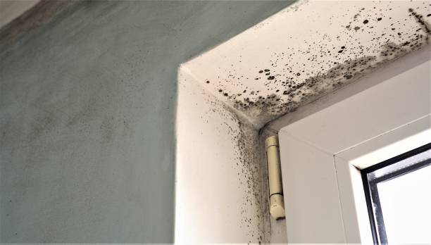 Best Comprehensive Air Testing for Mold Contaminants  in Leupp, AZ