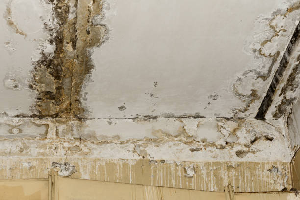 Best Basement Mold Removal  in Leupp, AZ
