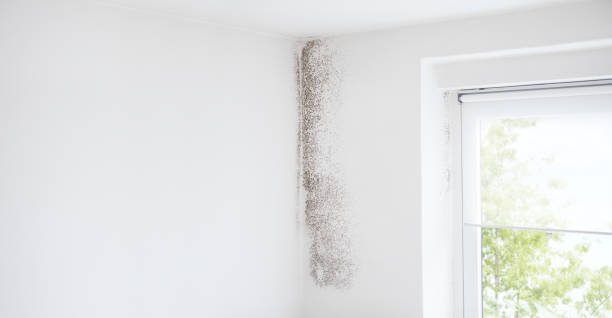 Best Water Damage & Mold Remediation  in Leupp, AZ