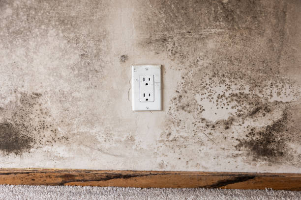Best Black Mold Removal  in Leupp, AZ
