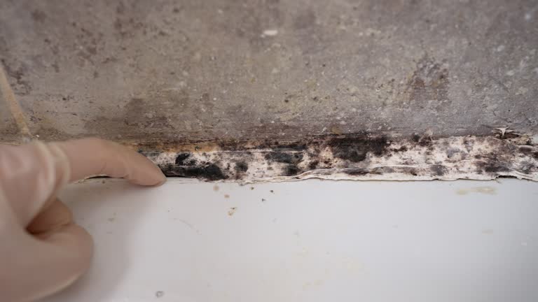 Best Attic Mold Removal  in Leupp, AZ