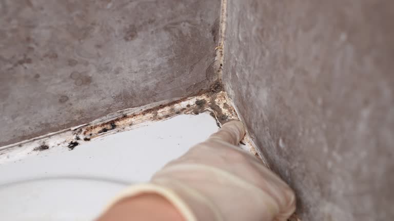 Best Attic Mold Removal  in Leupp, AZ