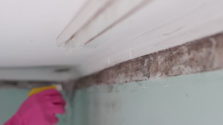 Best Real Estate Mold Inspection  in Leupp, AZ